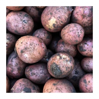 Aardappels, Bildstar van het Klei. Prijs per KILO